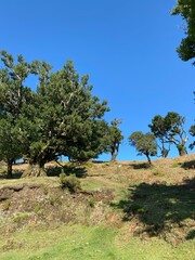 Landscape view, Fanal Forest, Madeira, Portugal