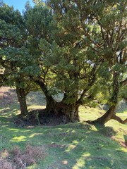 Landscape view, Fanal Forest, Madeira, Portugal