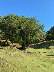 Landscape view, Fanal Forest, Madeira, Portugal