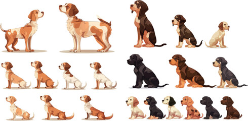Dog growth. Stage progression growing dogs, life cycle from puppy to adult