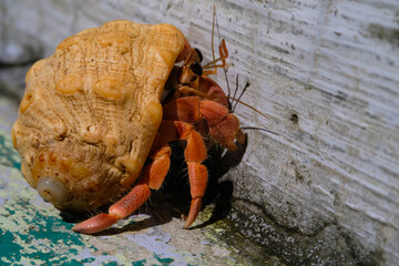 Red-skinned hermit crab with wavy white shell isolated. Hermit crab with cement floor and wall background. Graphic Resources. Animal Themes. Animal Closeup. Macrophotography