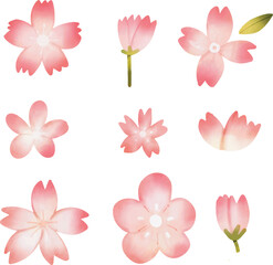 Hand drawn watercolor set of cherry blossom or sakura. Cherry blossom or sakura  set clipart. Cherry blossom free vector art. Sakura free vector art. 桜