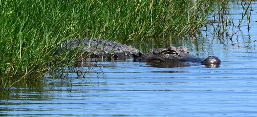 american alligator swimming in the marsh at san bernard national wildlife refuge near brazoria, on...