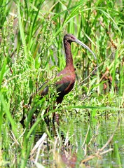 san bernard national wildlife refuge near brazoria, on the gulf coast of  texas