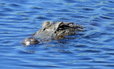 close up of  of american alligator swimming in the marsh at san bernard national wildlife refuge near brazoria, on the gulf coast of  texas