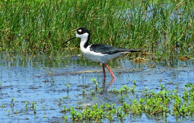 black-necked stilt shorebird in the marsh at san bernard national wildlife refuge near brazoria, on the gulf coast of  texas