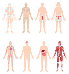 Hand drawn flat human body organ system original set with body infographic collection