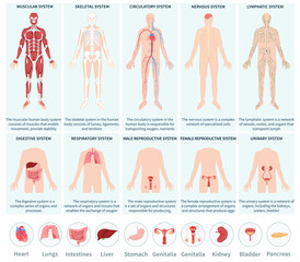 Hand drawn flat human body organ system infographic set collection