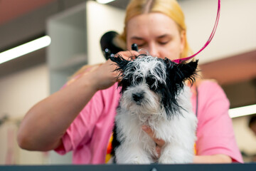 close up in a grooming salon a small wight-black dog washed after a bath the groomer dries it with...