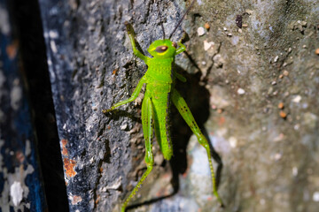 The Green Grasshopper landed on the wall. Close up photo of green grasshoppers sticking to a...