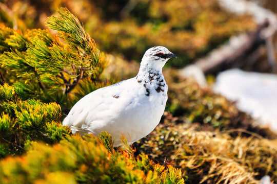 北アルプスの立山の雷鳥