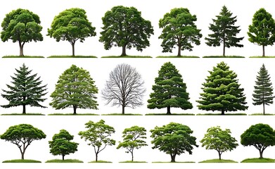 set of  tree isolated on white background
