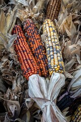 Several ears of multicolor corn are lashed together and used in ornamental seasonal displays for...