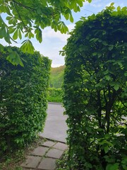 A walking path in the park leads to a hedge of bushes