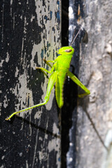 The Green Grasshopper landed on the wall. Close up photo of green grasshoppers sticking to a textured wall. Graphic Resources. Animal Themes. Animal Closeup. Macrophotography