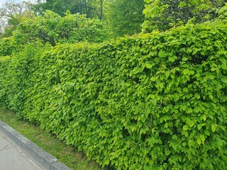 Evergreen hedges. Eco wall. Organic natural background. Clean environment. Ornamental plant in the...
