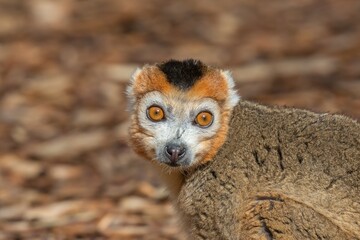 Fototapeta premium Jolies couleurs d'un lémurien 