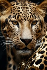Fototapeta premium A striking close-up portrait of a leopard, highlighting the detailed pattern of its fur and piercing eyes