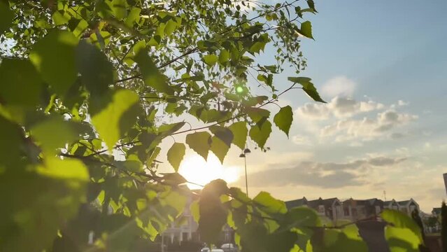 Sun shines through the branch of tree green leaves. 