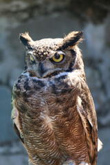 great horned owl