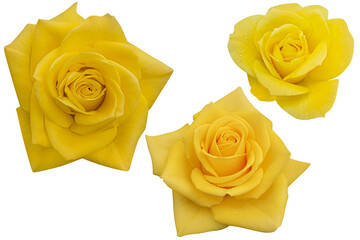 Three dark yellow rose heads blooming isolated on the white background.Photo with clipping path.
