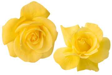Top view yellow rose blooming isolated on the white background.Photo with clipping path.