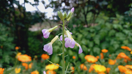Raddish Flower, Raphanus Raphanistrum or white Charlock
