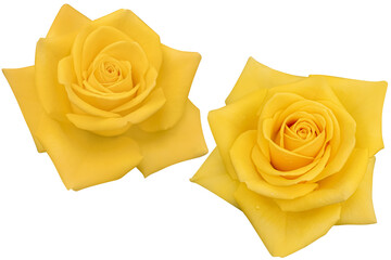 Two blooming yellow rose heads isolated on the white background.Photo with clipping path.