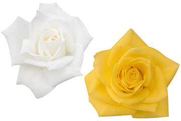 White and yellow rose heads blooming isolated on the white background.Photo with clipping path.