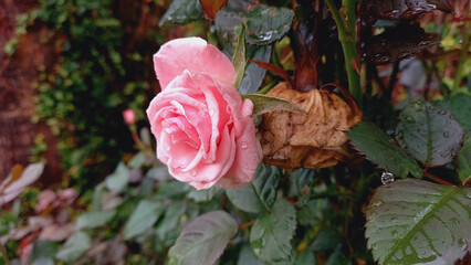 Pink Rose in a Green Garden

