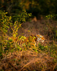 wild male bengal tiger or panthera tigris hiding in grass and stalking his prey in golden hour...