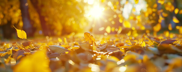 Golden autumn leaves on the ground with sunlight.