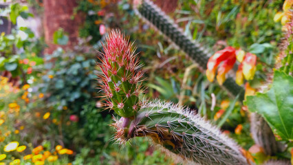 Stenocereus thurberi or Organ Pipe cactus Plant
