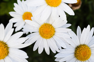 Fototapeta premium Wild daisy flowers growing on meadow . Leucanthemum , superbum . Top view