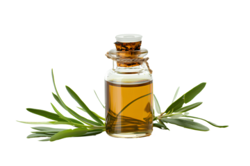 Tea Tree Oil, isolated on transparent background, studio light