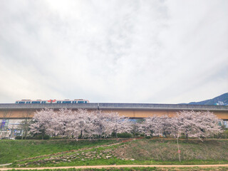 벚꽃나무와 기차길