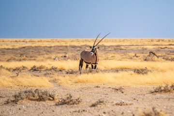 Obraz premium Orix Antelope near Street Namibia Africa Red Sand