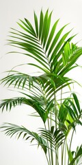 Areca Plant: A Zen Addition to Your Interior - Green Leaf on White Background with Nature Textures