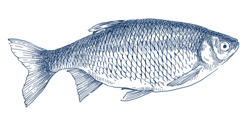 fish on a white background