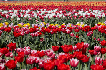 Tulip field with flowers in red, pink, white and yellow colors in spring sunlight