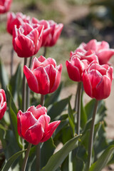Tulip Debutante flowers in spring sunlight