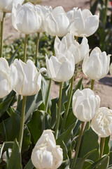 Tulip Beauty of White flowers in spring sunlight