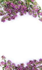 Violet flowers Thymus vulgaris ( thyme ) on a white background with space for text. Top view, flat lay