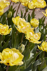 Tulip Akebono, yellow flowers in spring sunlight