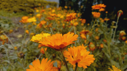 Garden of Calendula or Pot Merigold
