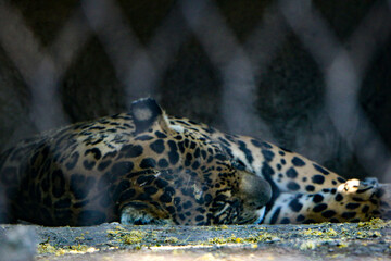 jaguar in zoo