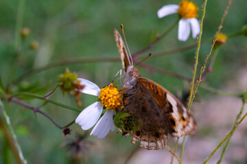 The Blue Pansy butterfly (Junonia orithya) perched on a daisy flower. Macro shot of The Blue Pansy Butterfly isolated. Graphic Resources. Animal Themes. Animal Closeup. Macrophotography