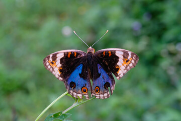 The Blue Pansy butterfly (Junonia orithya) perched on a daisy flower. Macro shot of The Blue Pansy Butterfly isolated. Graphic Resources. Animal Themes. Animal Closeup. Macrophotography