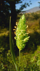Phalaris Minor, Little seed Canary grass
