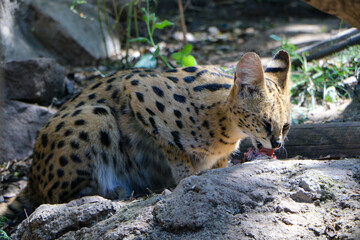 Serval cat